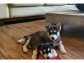 male-and-female-siberian-husky-puppies-available-for-sale-small-0