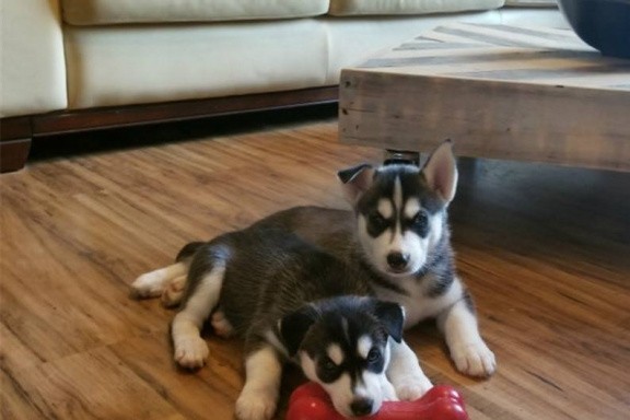 male-and-female-siberian-husky-puppies-available-for-sale-big-0