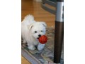 sweet-playful-excellent-purebred-maltese-puppies-small-0