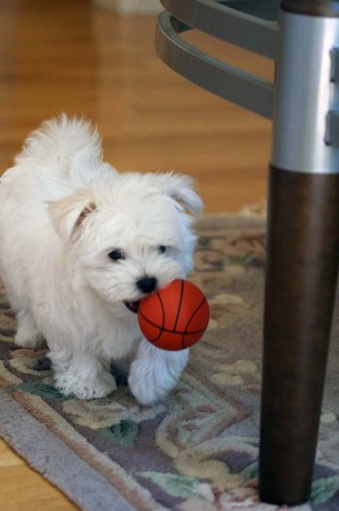 sweet-playful-excellent-purebred-maltese-puppies-big-0