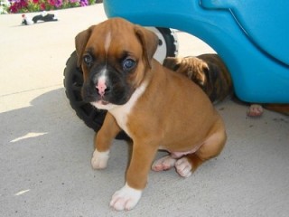 Adorable Sweet Playful Excellent Purebred Boxer Puppies