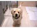 amazing-labrador-puppies-small-0