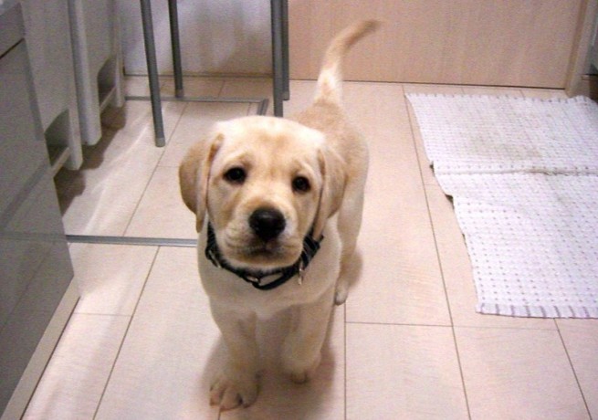 amazing-labrador-puppies-big-0