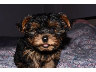 BEAUTIFUL AND LOVELY MALE AND FEMALE Yorkie PUPPIES