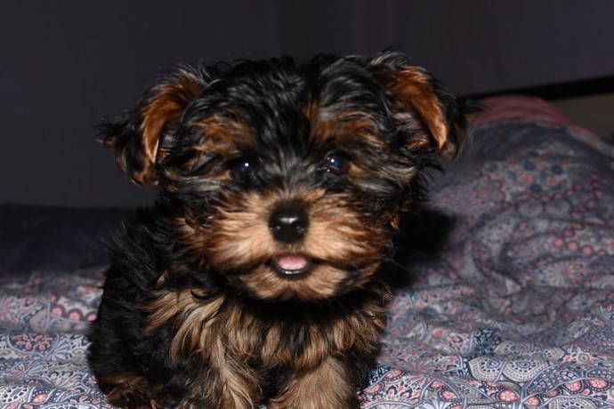 beautiful-and-lovely-male-and-female-yorkie-puppies-big-0