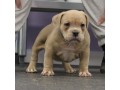 purebred-pit-bull-puppies-small-0