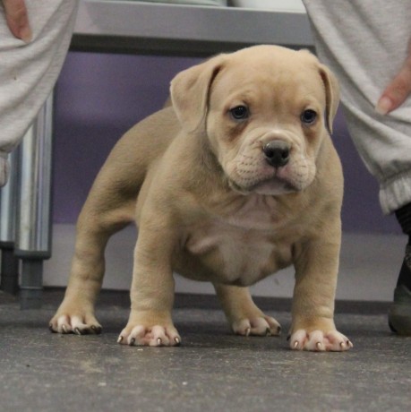 purebred-pit-bull-puppies-big-0