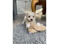 amazing-morkie-puppies-small-0