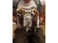 adorable-beagle-puppies-available-small-0