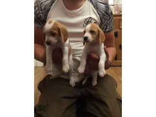 Adorable Beagle Puppies Available