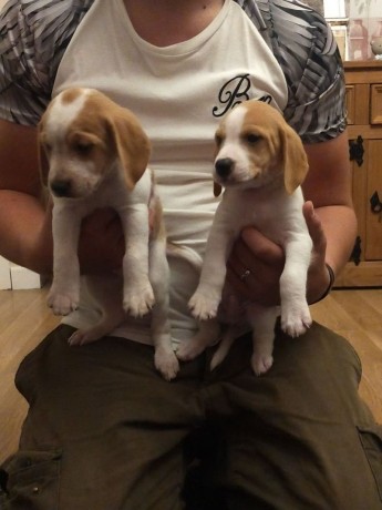 adorable-beagle-puppies-available-big-0