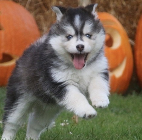 adorable-pomsky-puppies-available-big-0