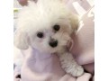 adorable-poodle-puppies-available-for-sale-small-0