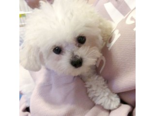 Adorable Poodle  Puppies Available For Sale