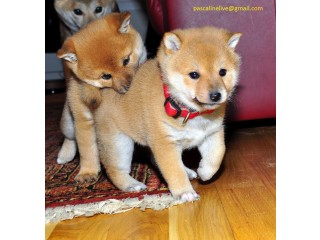 Adorable Shiba Inu Puppies Available For Sale