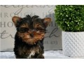 yorkie-puppies-available-small-0