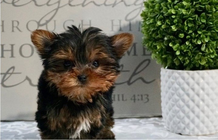 yorkie-puppies-available-big-0