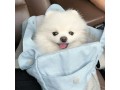 pomeranian-puppies-for-sale-small-0