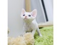 amazing-devon-rex-puppies-available-small-0