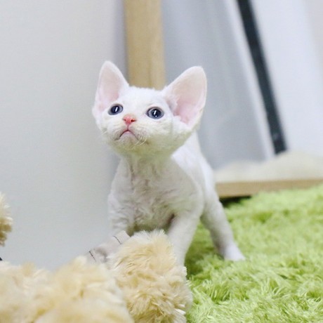 amazing-devon-rex-puppies-available-big-0