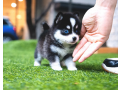handsome-pomsky-puppies-available-small-0