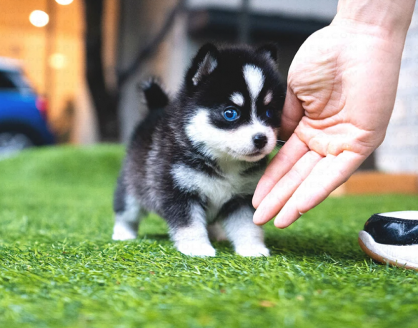handsome-pomsky-puppies-available-big-0