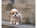 maltipoo-puppies-available-small-0