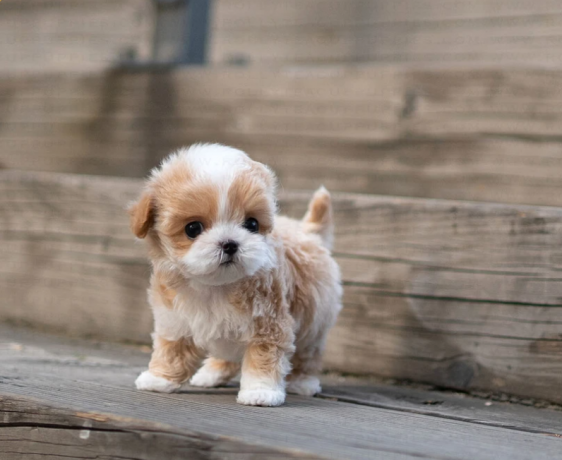 maltipoo-puppies-available-big-0