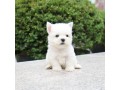 west-highland-terrier-puppies-available-small-0