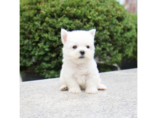 West Highland terrier puppies available