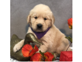 golden-retriever-puppies-available-small-0