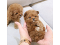 wonderful-poodle-puppies-available-small-0