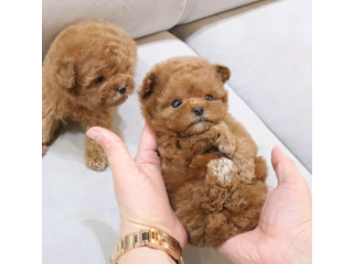 Wonderful Poodle puppies available