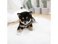 shiba-inu-puppies-available-small-0