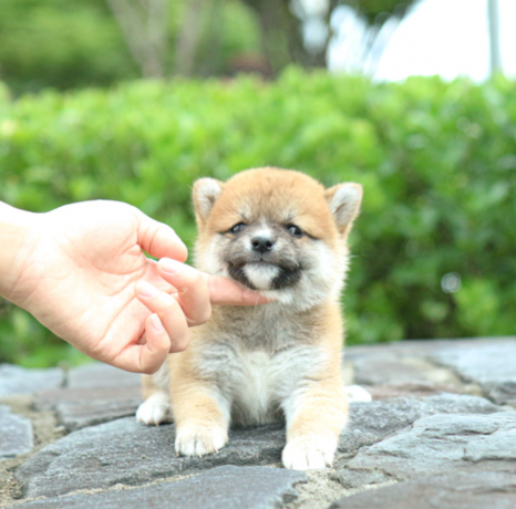 shiba-inu-puppies-available-big-1