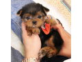 teacup-yorkie-puppies-available-small-1