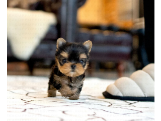 Teacup yorkie puppies available