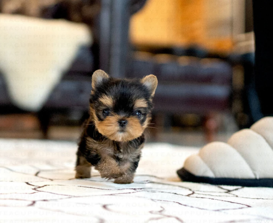 teacup-yorkie-puppies-available-big-0