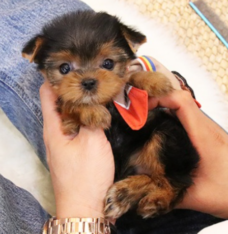 teacup-yorkie-puppies-available-big-1