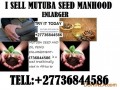 i-sell-100-penis-enlargement-india-pakistan-oman-jordan-mutuba-seed-classifieds-27736844586-small-0